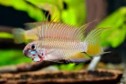Apisto. Megaptera — 4-5